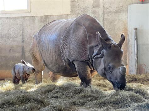 The Journey of a Young Rhino