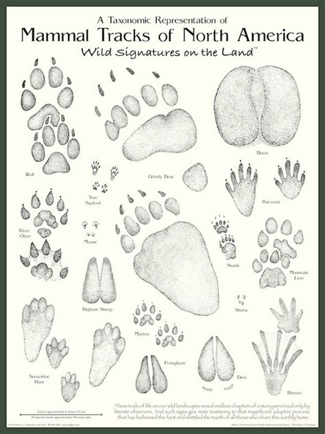 The Language of the Wilderness: Understanding Animal Signatures