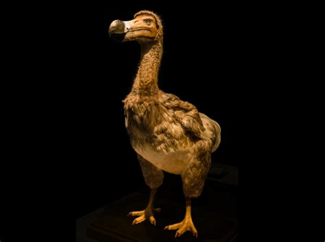 The Legend of the Dodo: Revealing the Origins and Mythology