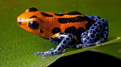 The Lethal Allure of Poisonous Dart Frogs