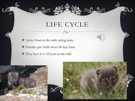 The Life Cycle of Young Arctic Ursus: From Birth to Survival