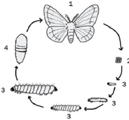 The Life Cycle of a Lepidopteran: From Egg to Imago