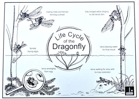 The Lifecycle of Dragonflies: From Aquatic Larvae to Aerial Masters