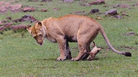 The Link Between Animal Birthing Dreams and Motherhood