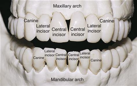 The Link Between Anterior Incisors and Self-Assurance