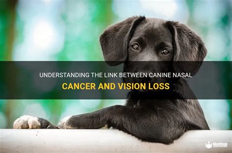 The Link Between Canine Firearm Vision and Real-Life Circumstances