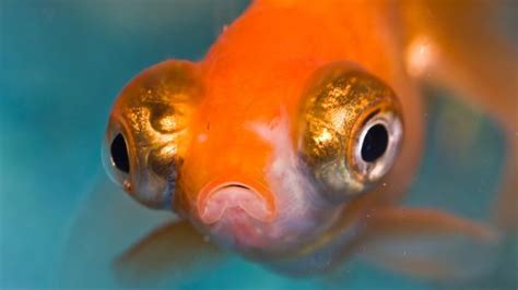 The Link Between Fish Eyes and Concealed Feelings