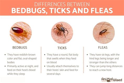 The Link Between Fleas and Ticks in Dreams and Physical Well-Being