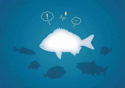 The Link between Fish Reveries and Emotional States