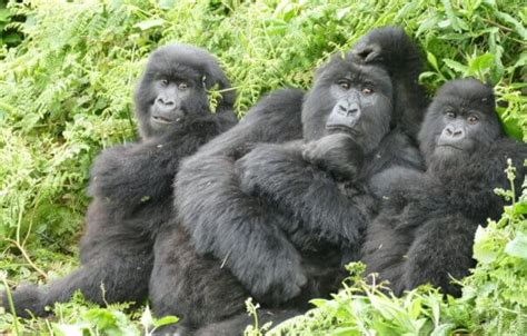 The Link between Gorilla Countenance and Personal Fortitude and Resilience