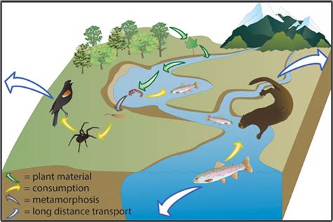 The Link between Operating a Vehicle, Aquatic Environments, and the Subconscious Realm