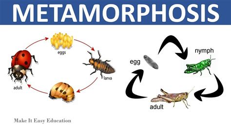 The Link between a Fading Feline and Metamorphosis