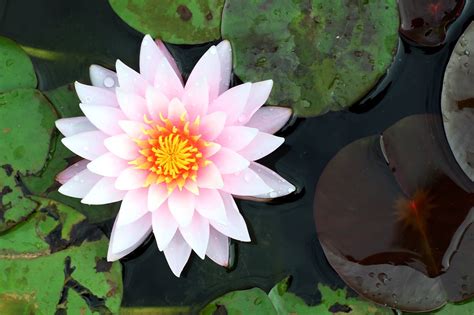 The Lotus Flower in Ancient Mythology