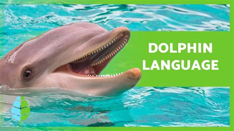 The Magic of Dolphin Communication: Understanding their Language