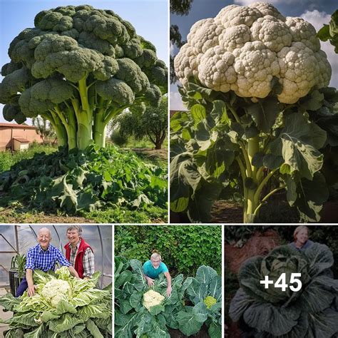 The Magic of Soil: Unveiling the Secrets to Cultivating Colossal Vegetables