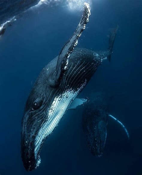 The Magic of the Ocean: Exploring the Enchanting Realm of Whales