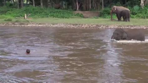 The Magical Moment: Witnessing the Enchanting Playfulness of a Young Pachyderm