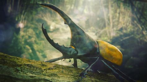 The Majestic Beetle: Guardian of Ancient Enigmas or Mere Superstition?