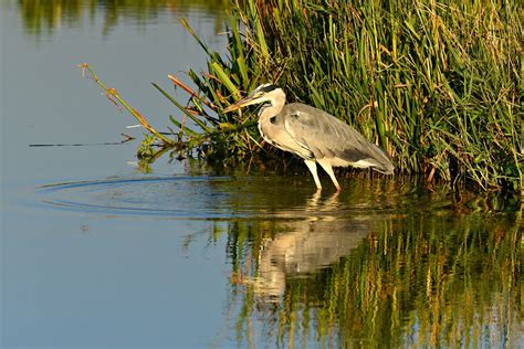 The Majestic Flight: Unveiling the Symbolism of the Soaring Heron