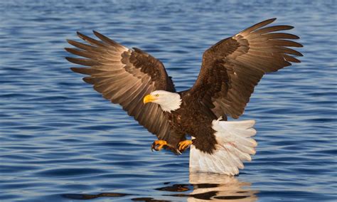 The Majestic Flight of an Avian Species