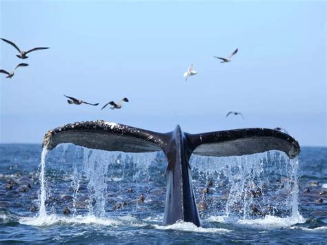 The Majestic Whales: Witnessing Nature's Largest and Most Fascinating Creatures