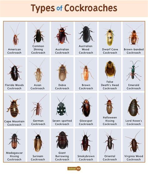 The Marvelous Array of Cockroach Species