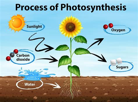 The Marvels of Photosynthesis: Uncovering How Plants Capture the Power of the Sun