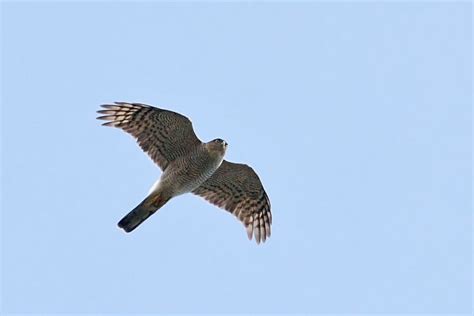 The Mastery of Soaring: How Kite Birds Perfect the Skill of Gliding