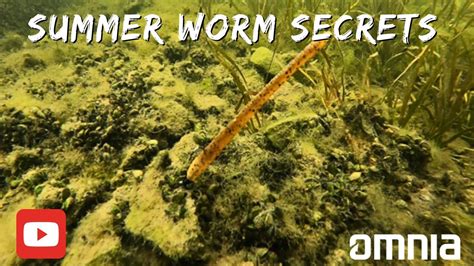 The Mastery of Using Fishing Worms to Enhance Your Fishing Game