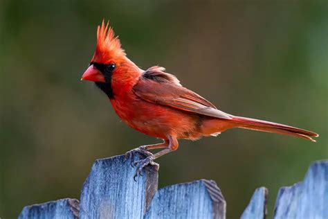 The Meaning Behind Young Cardinals in Dreams