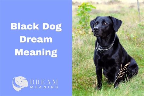 The Meaning and Symbolism of the Enigmatic Black Dog Dream