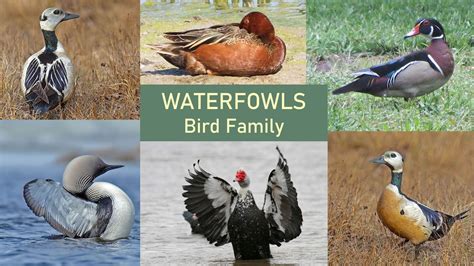 The Meaning behind the Presence of Rust-Colored Waterfowls