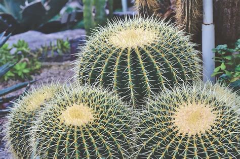 The Meaning of Dreaming about Cacti