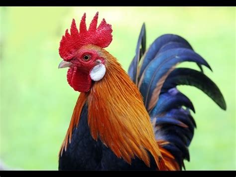 The Meaning of Dreaming about Capturing a Rooster