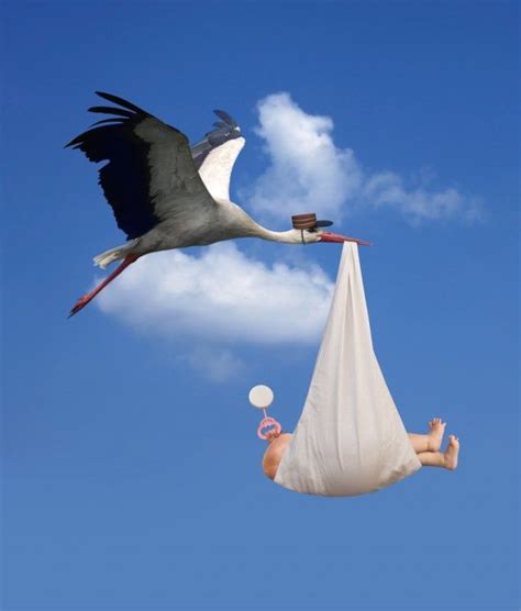 The Meaning of Dreams Involving Infant Storks