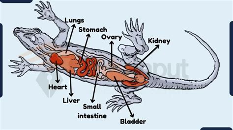 The Meaning of Reptile Digestive System in Dreams