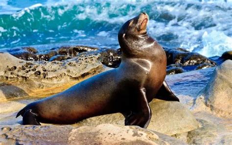 The Meaning of Seals in Indigenous Mythology