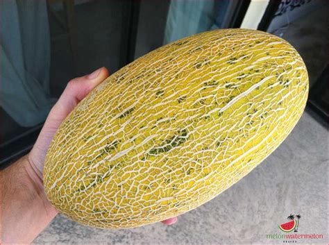 The Melon Revolution: Exploring the Exquisite Flavors