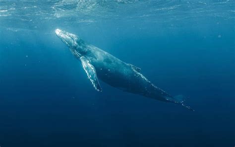 The Mesmerizing Allure of Witnessing a Majestic School of Whales