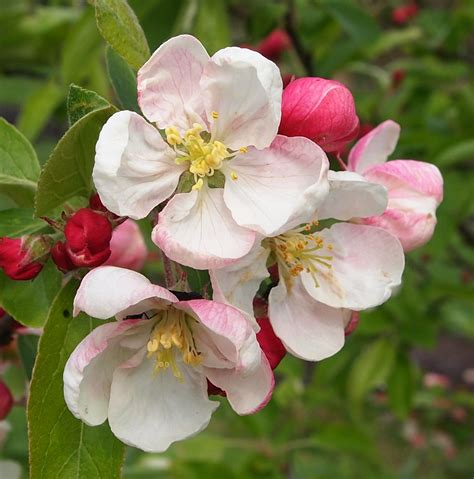 The Mesmerizing Charm of Apple Blossoms