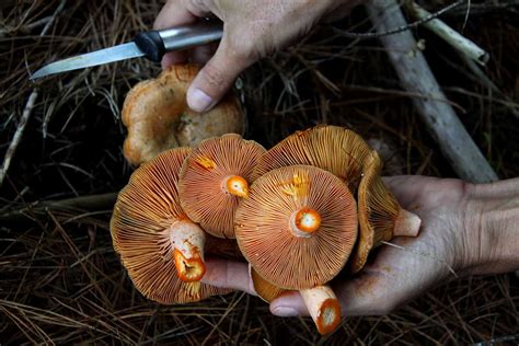 The Mesmerizing Realm of Mushroom Foraging