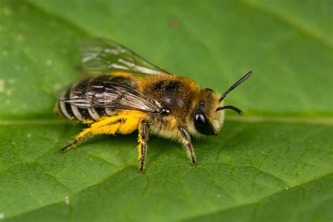 The Mesmerizing World of Solitary Bees