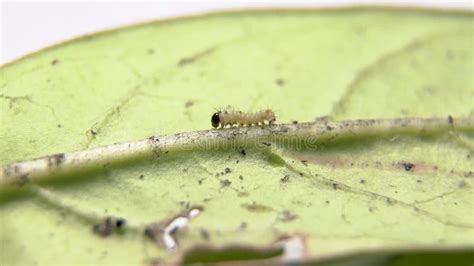 The Metamorphic Potential of an Infant Caterpillar's Dream