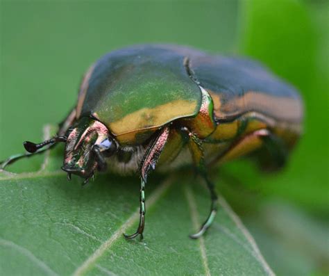 The Metamorphosis of the Bug: Exploring its Symbolic Meaning