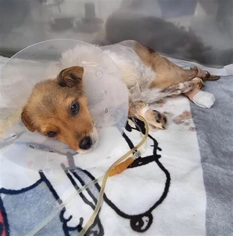 The Miraculous Encounter: Finding an Injured Dog