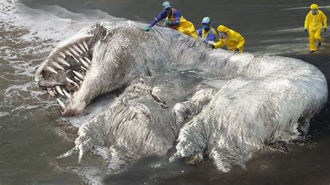 The Mysterious Allure of Terrifying Encounters with Intelligent Marine Creatures