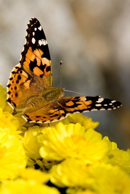 The Mysterious Allure of a Butterfly Devotee