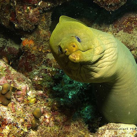 The Mysterious Dwellings of the Elusive Eel: Investigating Clues in its Environment