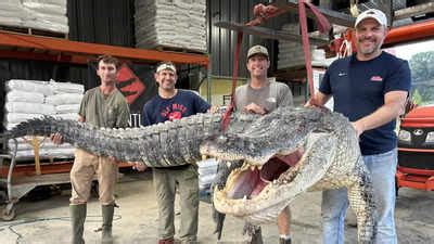 The Mysterious Essence of Colossal Alligators