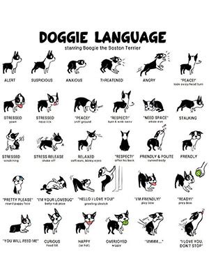 The Mysterious Language of Canines: A Journey into Understanding How Dogs Communicate